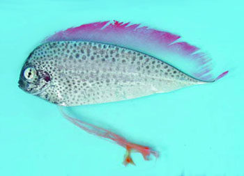 多斑扇尾魚 Desmodema polystictum