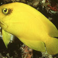 海氏刺尻魚 海氏刺尻魚