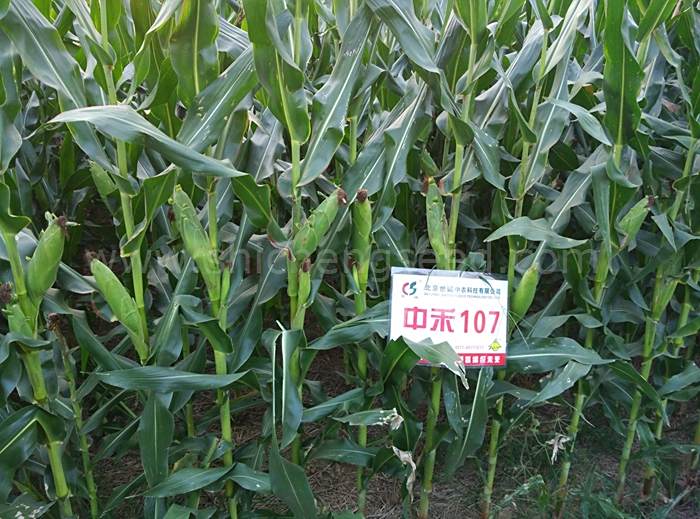 中禾107 中禾107