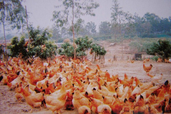 羅平農場山地雞養殖場