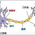 許旺細胞 許旺細胞