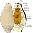 珠被 珠被