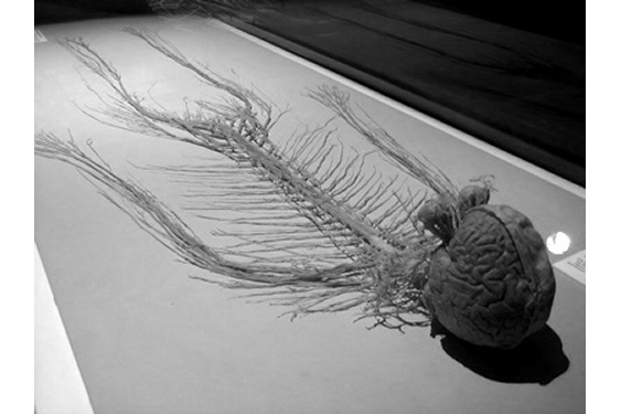 SCP-1027 SCP-1027