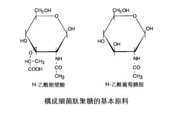 肽聚糖