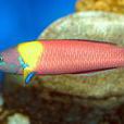 蹼尾龍魚 蹼尾龍魚