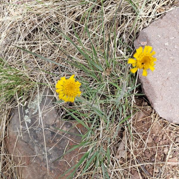 Hymenoxys bigelovii