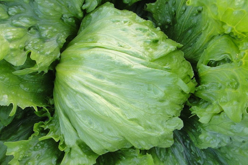 千勝生菜 千勝生菜