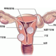 子宮(產生月經和孕育胎兒的器官)