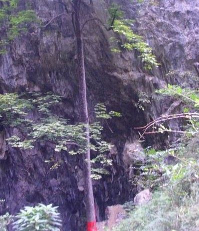樹撐岩 樹撐岩