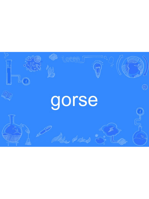 gorse gorse