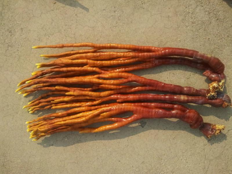 鹿茸芝 鹿茸芝