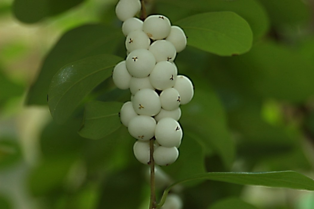玻璃介屬 玻璃介屬