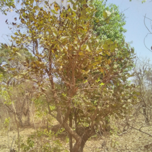 Psorospermum senegalense