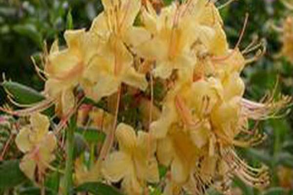 Rhododendron \x27My Mary\x27 Rhododendron \x27My Mary\x27