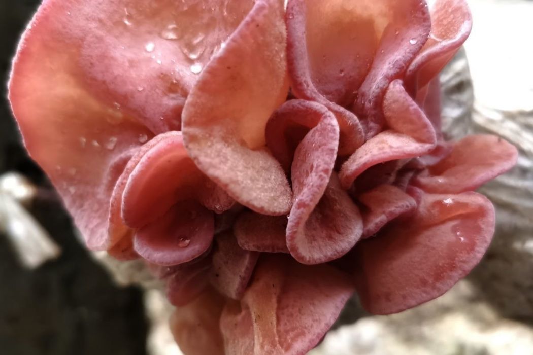 粉耳1號