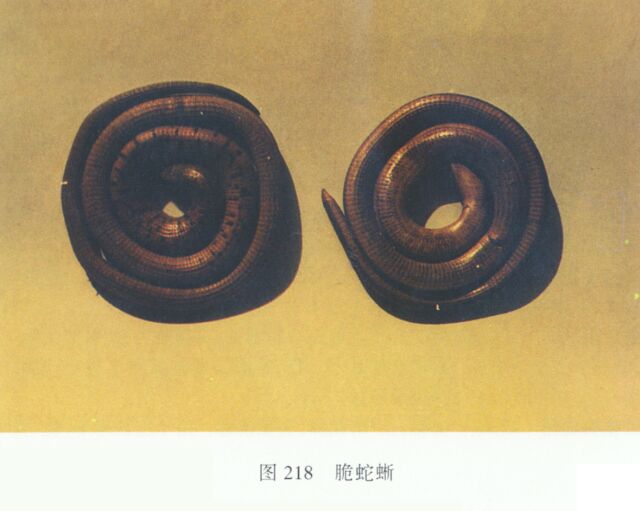 台灣脆蛇