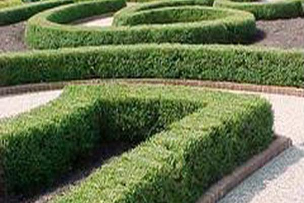 Buxus sinica var. insularis \x27Wintergreen\x27