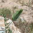 長芒棒頭草 長芒棒頭草