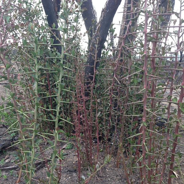 Gymnosporia nemorosa