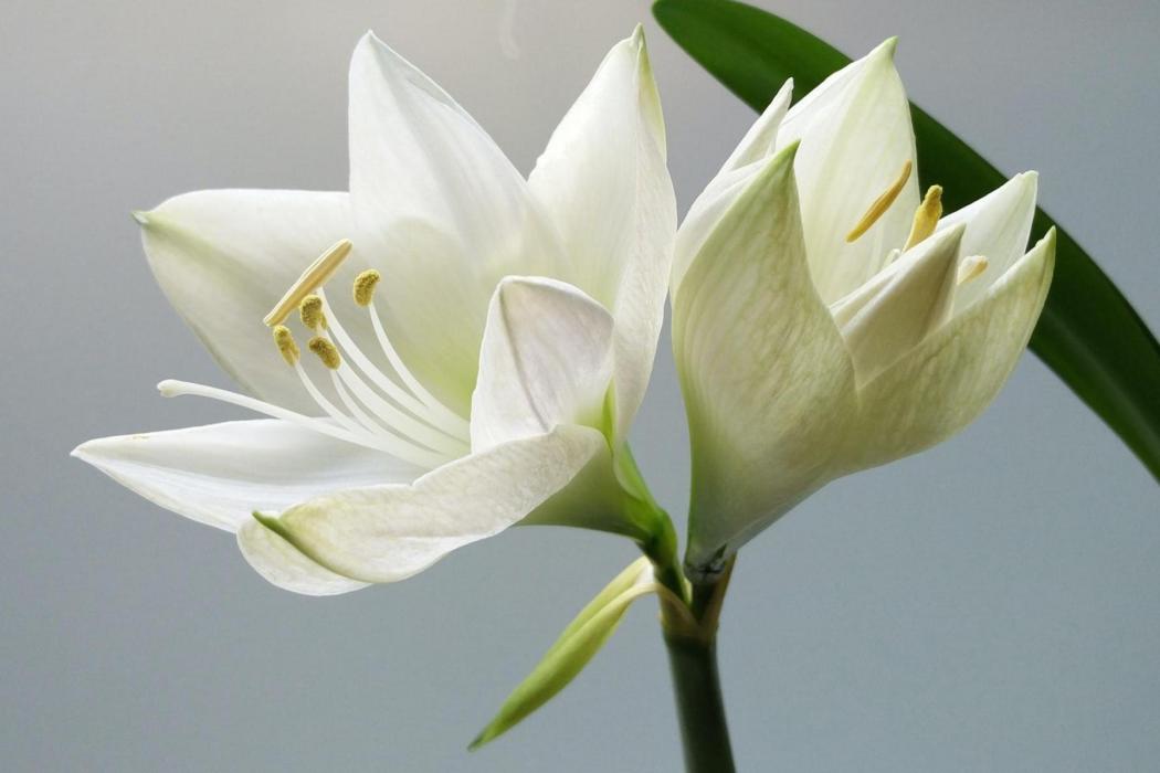 恰百合 恰百合