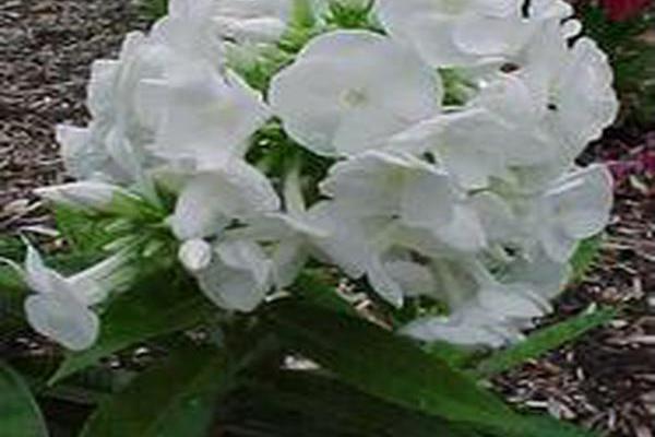 Phlox paniculata \x27Eden\x27s Glory\x27 Phlox paniculata \x27Eden\x27s Glory\x27