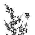 冠芒草 冠芒草
