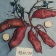 皖薯7號 皖薯7號
