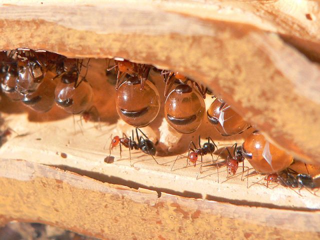 蜜罐蟻工蟻