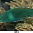 突唇魚 突唇魚