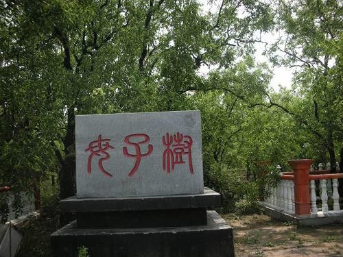 母子樹 母子樹