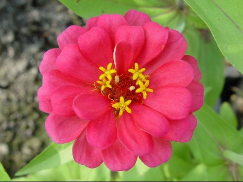 珀菊屬 珀菊屬