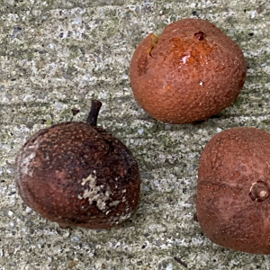 Lepisanthes amoena