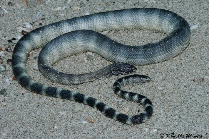 小頭海蛇(Hydrophis gracilis)