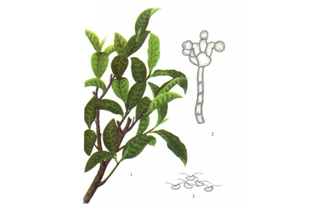 茶藻斑病 茶藻斑病
