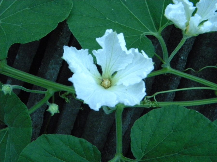 誕生花 溯源 具體每日 一月 二月 三月 四月 五月 六月 七月 八月 九月 十月 中文百科全書