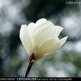白木蘭 白木蘭