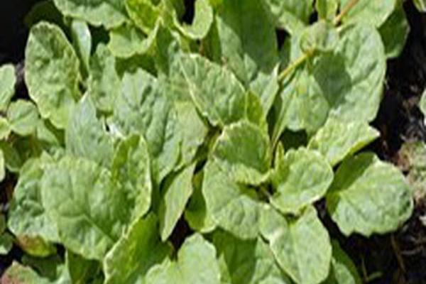 Ajuga reptans \x27Silver Beauty\x27 Ajuga reptans \x27Silver Beauty\x27