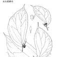 雙頭樓梯草 雙頭樓梯草