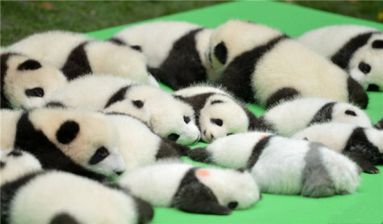 熊貓癱