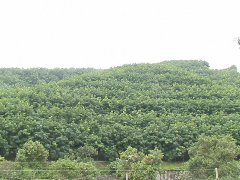 白鷳村橡膠林