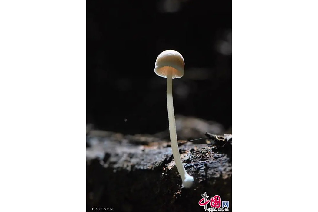 硬毛半小菇 硬毛半小菇