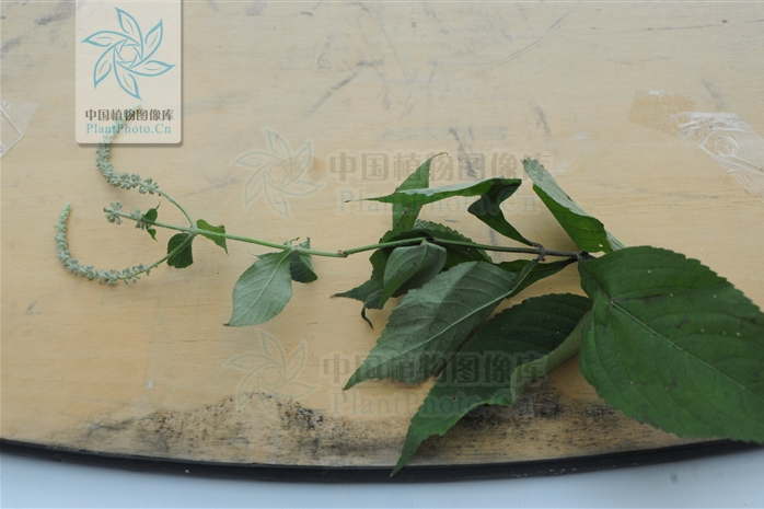 絨毛變種 絨毛變種