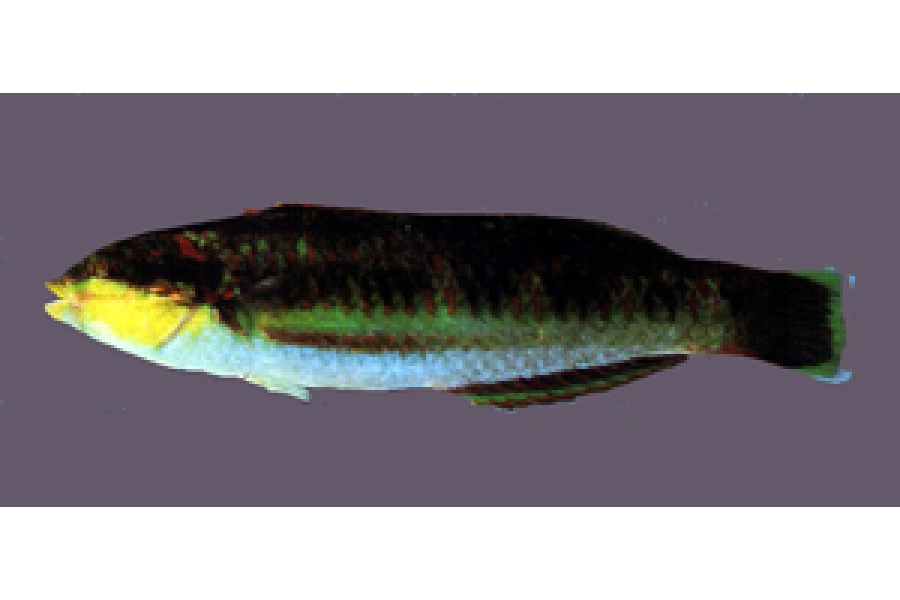 環帶錦魚 環帶錦魚