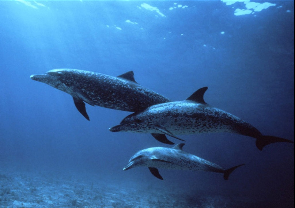 斑海豚