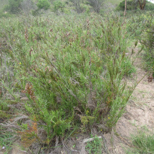 Thamnochortus glaber