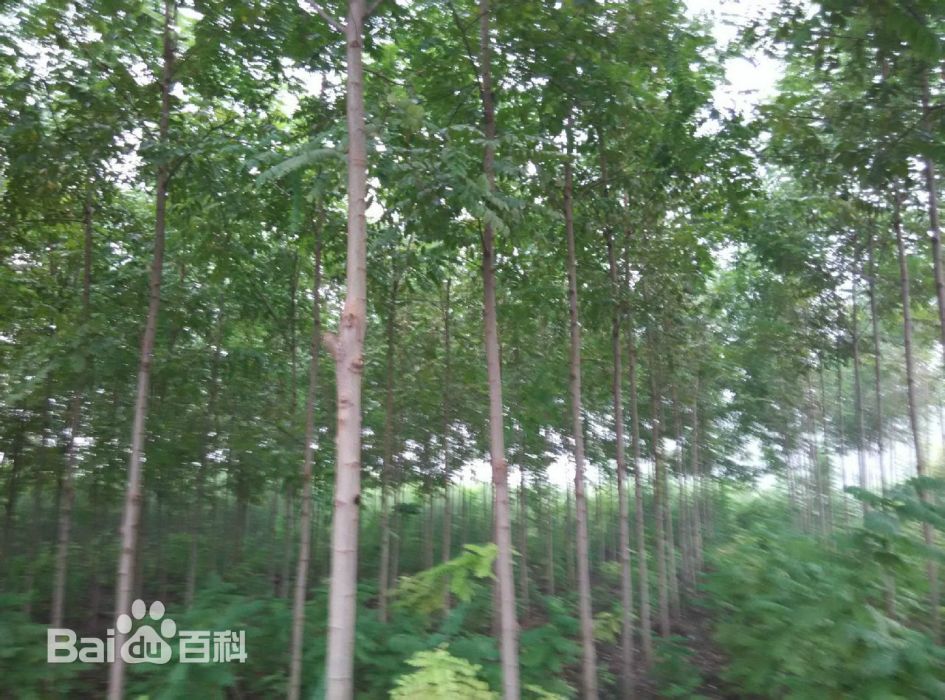 速生槐 速生槐