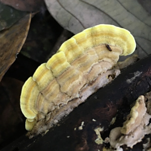 淺黃栓菌