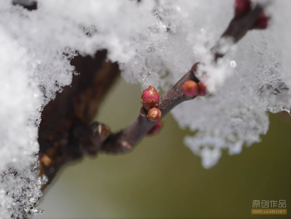 三月又下冰粒子，冰覆蓋的花苞越發的美麗！