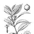 絹冠茜 絹冠茜