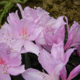 多花杜鵑(齒萼杜鵑) 多花杜鵑(齒萼杜鵑)